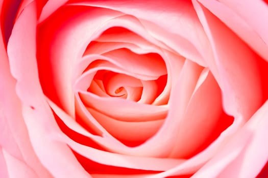 Close up background of beautiful red rose petals