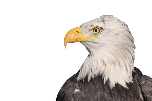 head profile of an american bald eagle isolated on white