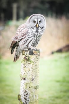 gray owl perched on a wooden post
