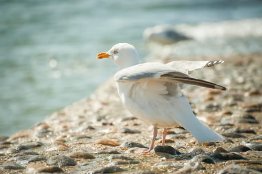 seagull flexing its wings on the sea shore