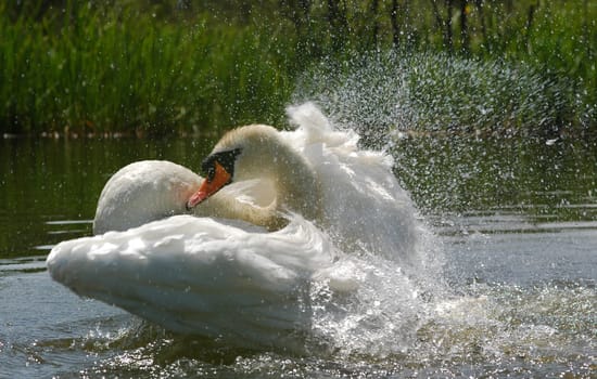 swan washing its feathers