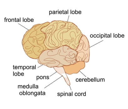 Brain sections vector illustration