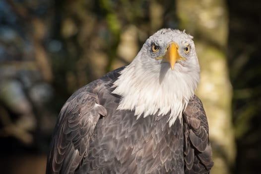 north american bald eagle with an aggressive stare
