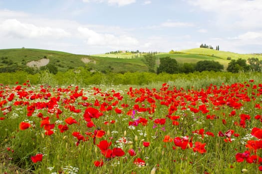 spring in Tuscany, landscape with poppies