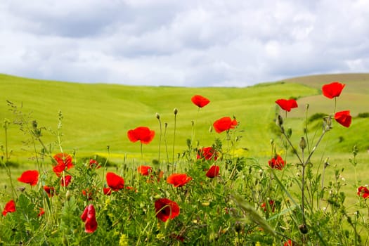 spring in Tuscany, landscape with poppies