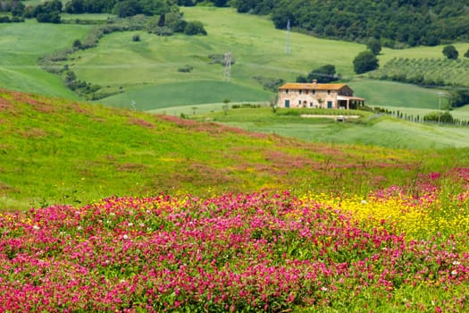 Tuscany - landscape with spring flowers