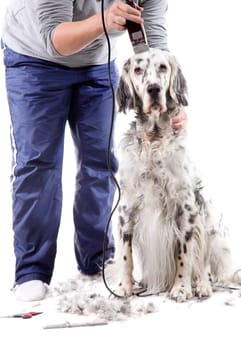 A professional is grooming an English Setter. Isolated on white background.