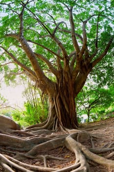 Fisheye image of Ficus incipida or chalate