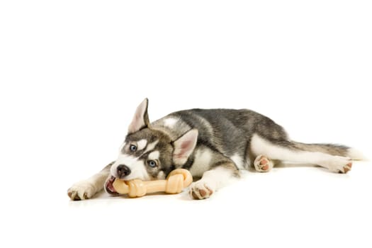 Siberian Husky puppy plays with his bone. Isolated on white