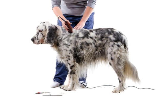 A professional is grooming an English Setter. Isolated on white background.