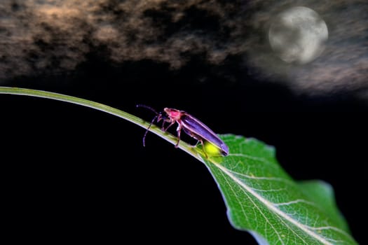 Lighting bug crawling on a leaf with full moon in the backdrop