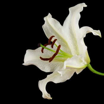 White lily,close-up of the flower with black background