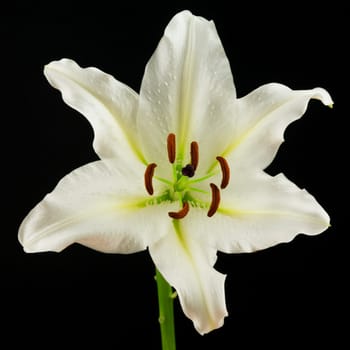 White lily,close-up of the flower with black background