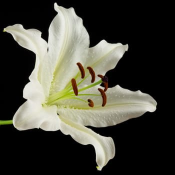 White lily,close-up of the flower with black background