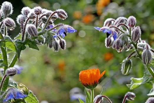 Borage and calendula with morning dew