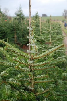 Nursery Nordmann Fir Nordmann Fir Christmas Tree Christmas Tree Conifer Nordmanniana