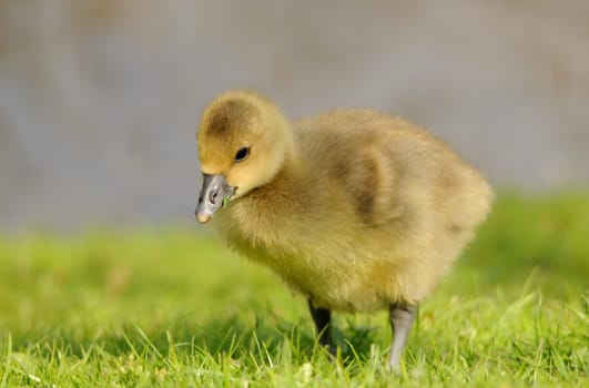 Geese Chicks