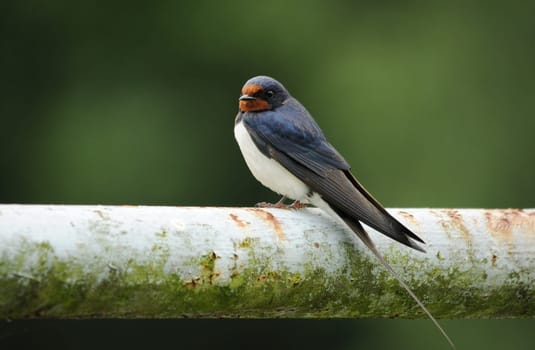 Barn swallow