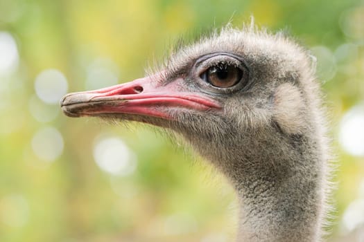 Ostrich or Struthio camelus with autumn colors in background