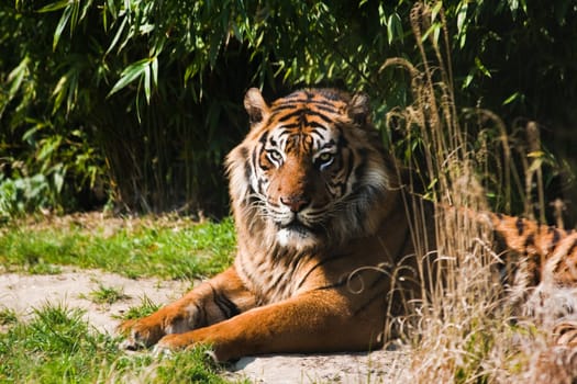Resting Bengal- or Asian tiger in sunshine
