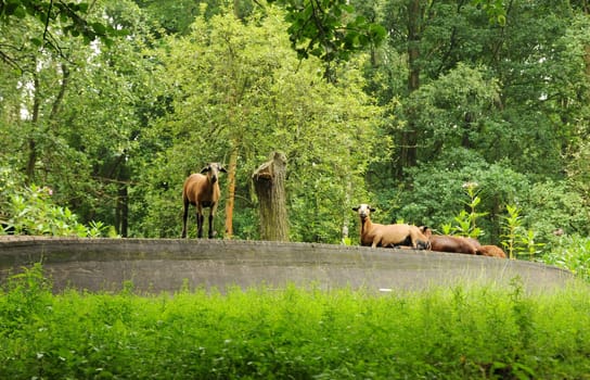Goats in the Spreewald