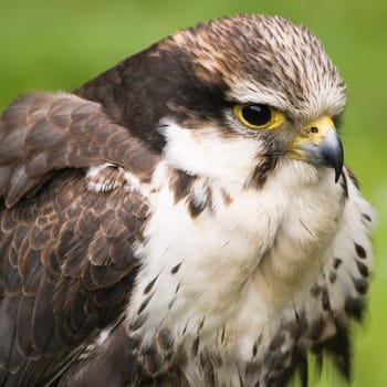 Sparrow hawk or American kestrel in close view - square