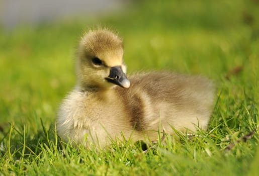 Geese Chicks