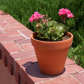 Square shot of a flower pot with pink storksbills on a wall