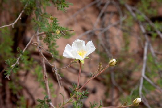 A single Apache Plume blossom in closeup
