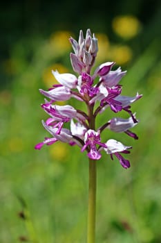 Orchis militaris