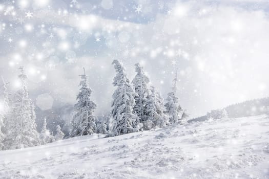 Snow cowered pine trees on the mountains