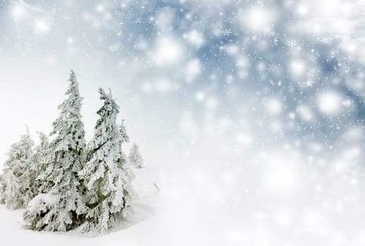 Snow cowered pine trees on the mountains