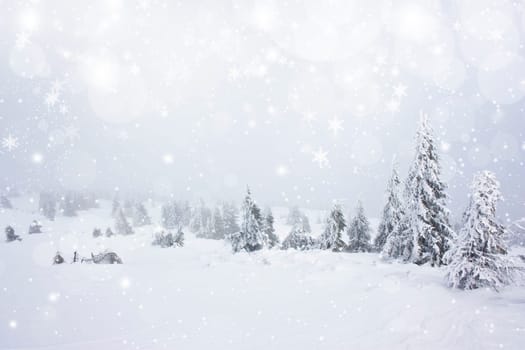 Snow cowered pine trees on the mountains