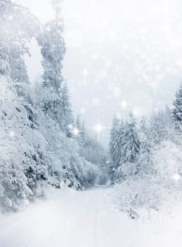 Snow cowered pine trees on the mountains
