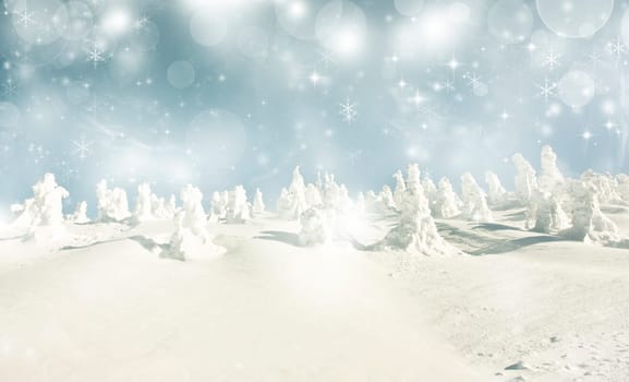 Snow cowered pine trees on the mountains