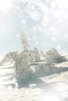 Snow cowered pine trees on the mountains