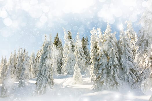 Snow cowered pine trees on the mountains