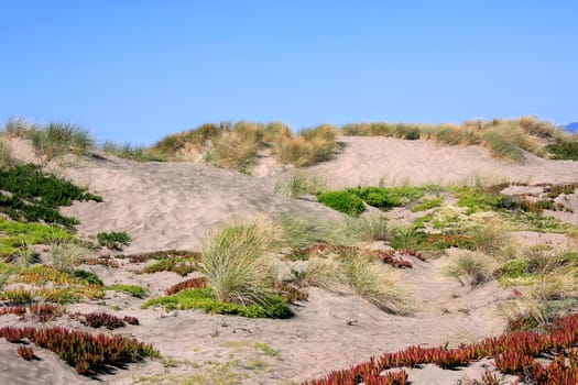 Colorful plants on sand dunes at the California Coast