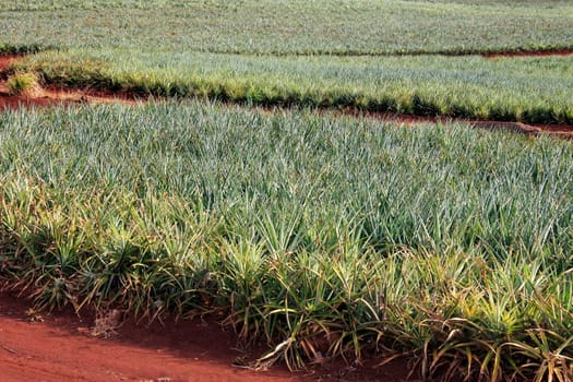 Horizontal shot of pineapple fields in summer
