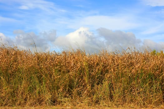 Horizontal shot of a field in evening sun light