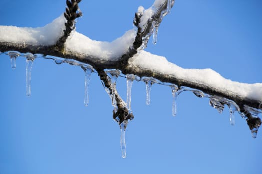 A branch of a cherry tree covered with snow and having icicles