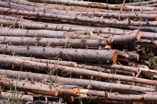 Horizontal shot of freshly cut wood branches in a stack