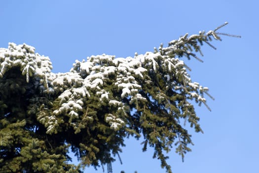 Branches of an evergreen fir tree covered with snow and having icicles