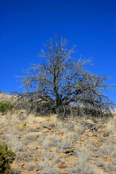 A tree in the desert of New Mexico