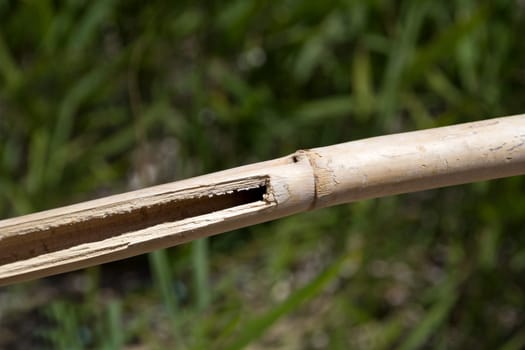 Close up of a bamboo ripped open