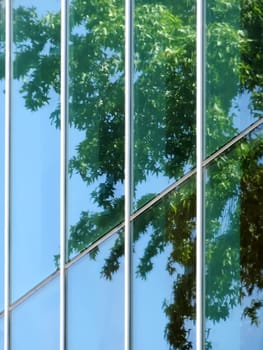 Reflections of a tree on a facade