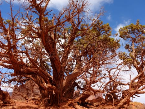 A tree in red like a painting