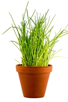 Fresh green chives in a flower pot