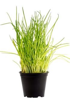 Fresh green chives in a flower pot