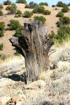 Weathered old tree trunk in the desert